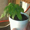 This young over-watered marijuana plant is drooping