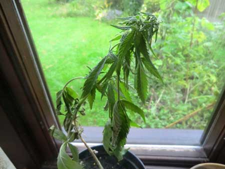 Over watered cannabis plant did not have any drainage - began drooping overnight after being watered