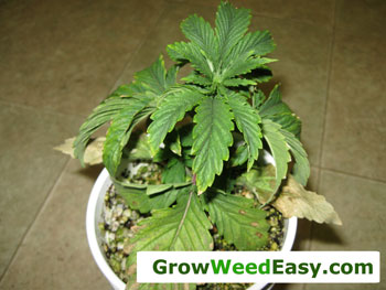 Overwatered marijuana plant