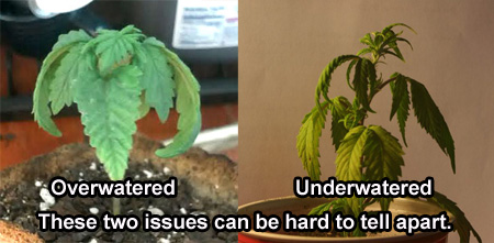 AN overwatered cannabis plant next to an underwatered plant.