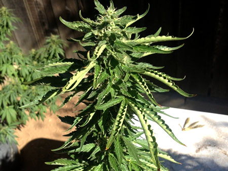 Heat Stress on a thirsty outdoor cannabis plant
