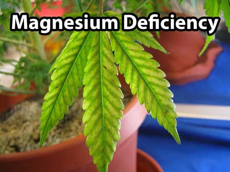 Cannabis magnesium defiency - Pale coloring of leaves between the margins, light brown spotting, and tips may turn brown or red and die, somwhat similar to nutrient burn