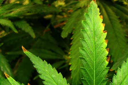 This marijuana plant has the first signs of nutrient burn - brown "burns" or spots alone the edges and tips of the cannabis leaves