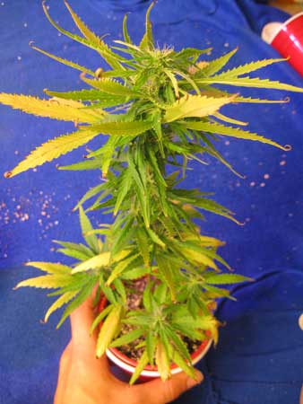 Marijuana clone one - leaves turning up like elf shoes