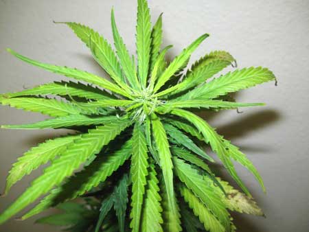 Marijuana clone 4 - Yet another type of rusty brown spots appeared on this plant, with yellowing of the leaves and curling up