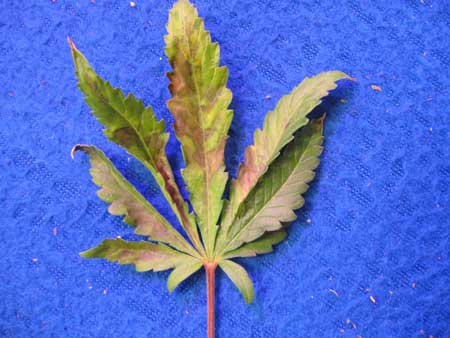 Marijuana clone 5 - Close up on the brown spots on the lower leaves, they look like a phosphorus deficiency, yet this is the only clone showing this symptom