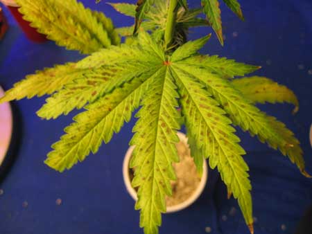 Marijuana clone 6 - Close-up of the brown spotting on lower leaves