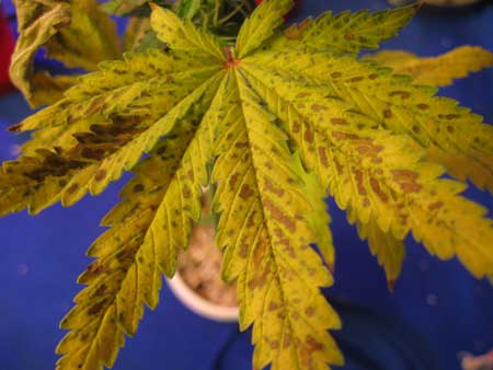 Marijuana clone 6 - Close-up of the brown spotting and yellowing on lower leaves