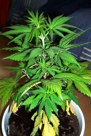 Picture by m&m - Cannabis plant with nitrogen deficiency - older leaves are turning yellow and falling off