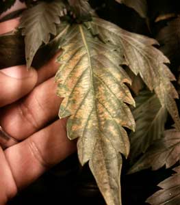 This cannabis shows tan pale spotting on the leaves in a pattern that is unique to pH fluctuations - most often found in hydro, but sometimes in soil