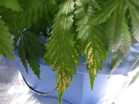 Tan spots on cannabis leaves - caused by pH being off