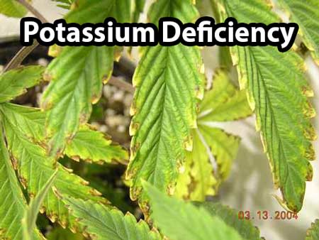 Cannabis Potassium defiency shows as yellowing on outer leaves and burnt brown spots appearing on the yellowing bits. 