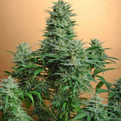 The strain Papaya is disease resistant!