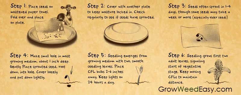 How to germinate marijuana seeds with paper towels