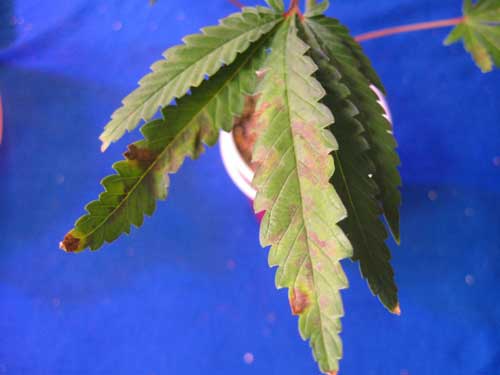 This marijuana plant leaves are showing signs of a phosphorus deficiency