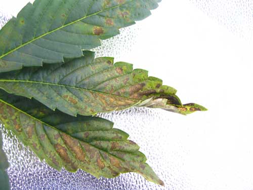 Cannabis phosphorus deficiency in vegetative stage - Brown splotches, dark bluish color, curling and affected parts of the leaf turn yellow. 