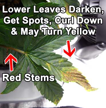 Cannabis phosphorus deficiency in vegetative stage - First lower leaves turn dark, then get brown or bronze spots, stems may turn red or purple starting from underneath, leaves curl and twist downwards and eventually turn yellow.