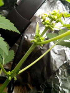 Hermie plant showing a few female pistils - hermied after being stressed