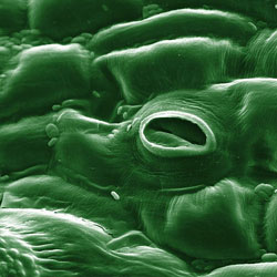 A closup of a stoma (one of many stomata on plant leaves)