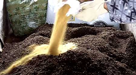 Pour out fish bone meal on top of cannabis super soil pile