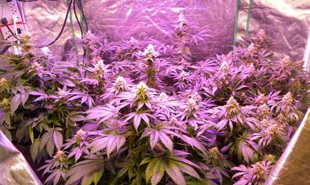 Cannabis bud fattening under an LED grow light - most LEDs produce a purple glow