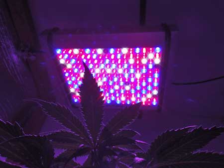 Pro-Grow 400X in action