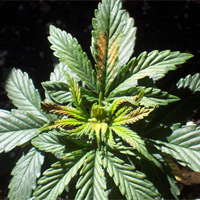 Cannabis Boron Deficiency Picture - GrowWeedEasy.com
