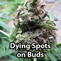 Cannabis Bud Rot - GrowWeedEasy.com