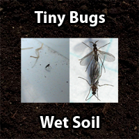 Fungus Gnats Růst Houby Gnat v půdě - GrowWeedEasy.com