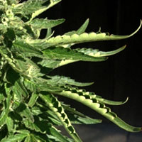Cannabis Heat Stress - GrowWeedEasy.com
