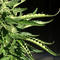 Tepelný Stres - GrowWeedEasy.com