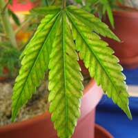 Cannabis Magnesium Deficiency - Yellowing lower leaves - GrowWeedEasy.com