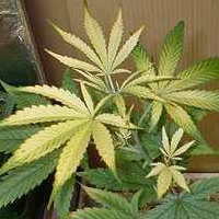 Cannabis Iron Deficiency - GrowWeedEasy.com