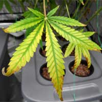Cannabis Light Burn - Yellow Leaf - GrowWeedEasy.com