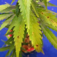Manganese Marijuana Deficiency - GrowWeedEasy.com