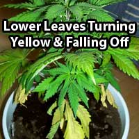 Cannabis Nitrogen Deficiency - Older leaves turning yellow  - GrowWeedEasy.com