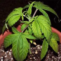 Overwatered Cannabis Picture - Drooping - GrowWeedEasy.com