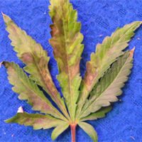 Cannabis Phosphorus Deficiency - GrowWeedEasy.com