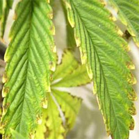 Potassium Deficiency Cannabis - GrowWeedEasy.com
