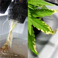 Cannabis Root Rot - GrowWeedEasy.com