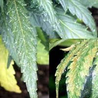 Spidermite webs on cannabis leaves - GrowWeedEasy.com