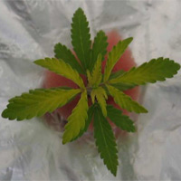 Nedostatek Síry - GrowWeedEasy.com