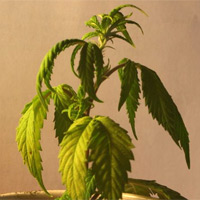 Under watered Cannabis Image - GrowWeedEasy.com