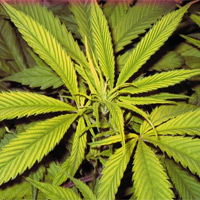 Zinc Deficiency Cannabis - GrowWeedEasy.com