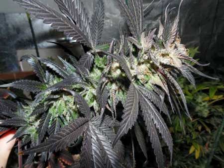This purple cannabis cola is ready to be harvested