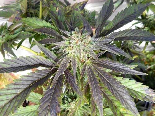Cannabis phosphorus deficiency in flowering caused by cold temps at night - Leaves near buds directly under bright light (or sunlight) get purple splotches and turn yellow around the edges.