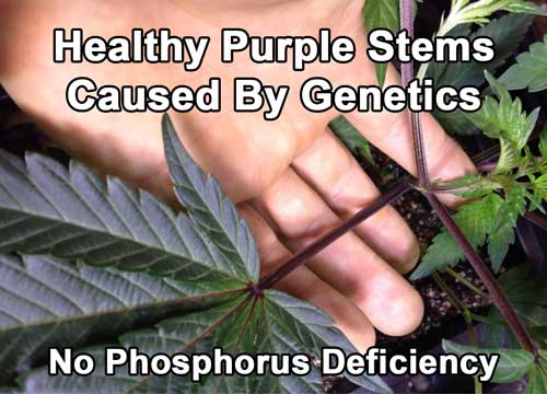Zdravý fialový stonek na této rostlině konopí je fialový díky genetice a ne kvůli nedostatku fosforu