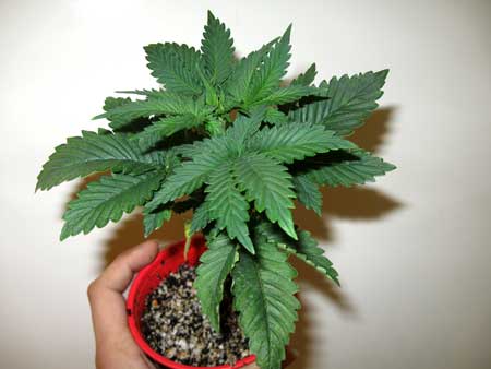 This young cannabis plant is ready to transplant to a new container
