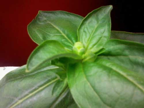 Close-up of the plant growing out of the ripoff marijuana seed