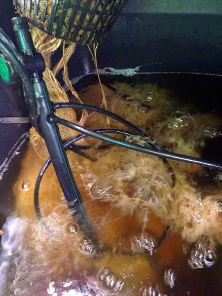 A gross, slimey case of brown roots - caused by a pathogen known as "root rot." Yuck!